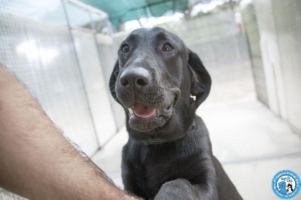 NERONE: DOLCEZZA IN FORMATO XL.. Foto 7